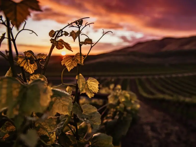 Vignes de la ville de Pauillac